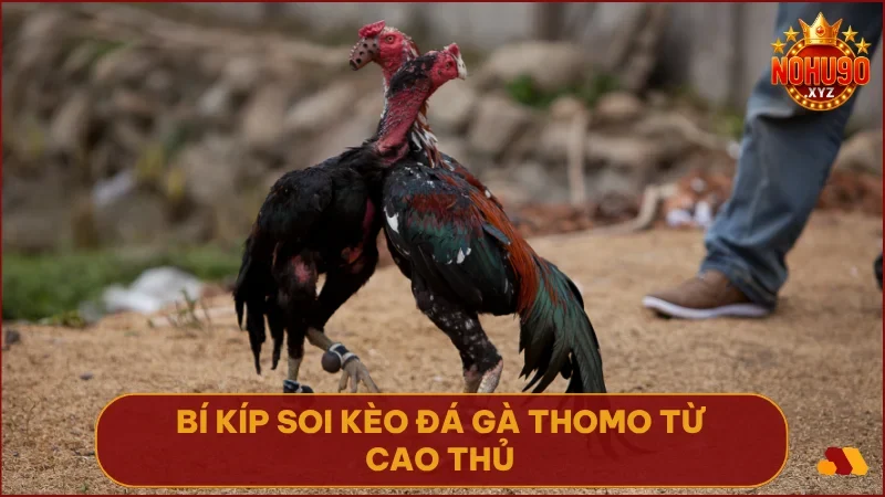 Kinh nghiệm thực chiến giúp bạn đọc vị kê vương và tối ưu hóa lựa chọn cược.