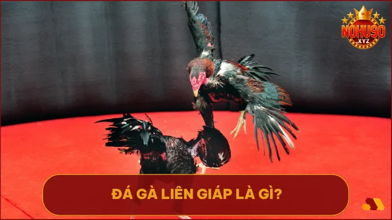 Xem Đá Gà Liên Giáp NOHU90: Bí quyết soi kèo & đặt cược chắc thắng 2 Đá gà Liên Giáp là giải đấu đỉnh cao quy tụ những chiến kê ưu tú từ nhiều lò gà danh tiếng