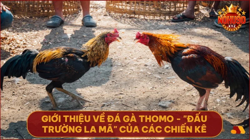 Thomo nổi bật với trường gà hợp pháp, các trận đấu diễn ra liên tục và đầy kịch tính.