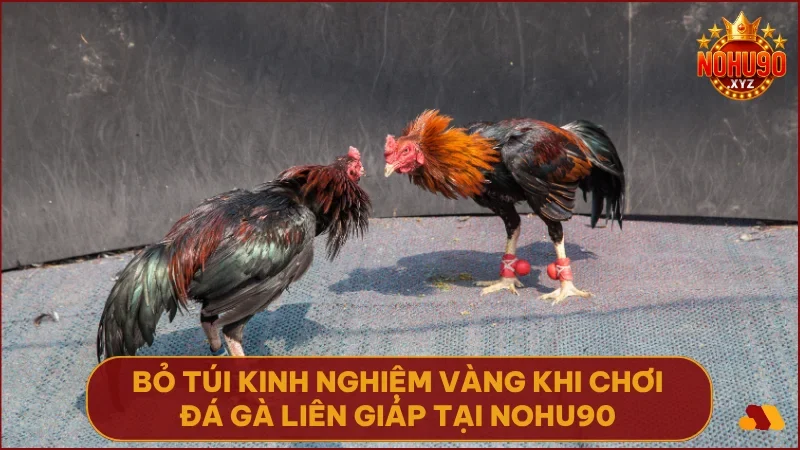 Xem Đá Gà Liên Giáp NOHU90: Bí quyết soi kèo & đặt cược chắc thắng 5 Trang bị chiến lược và phân tích chính xác sẽ giúp bạn tăng tỷ lệ thắng hiệu quả