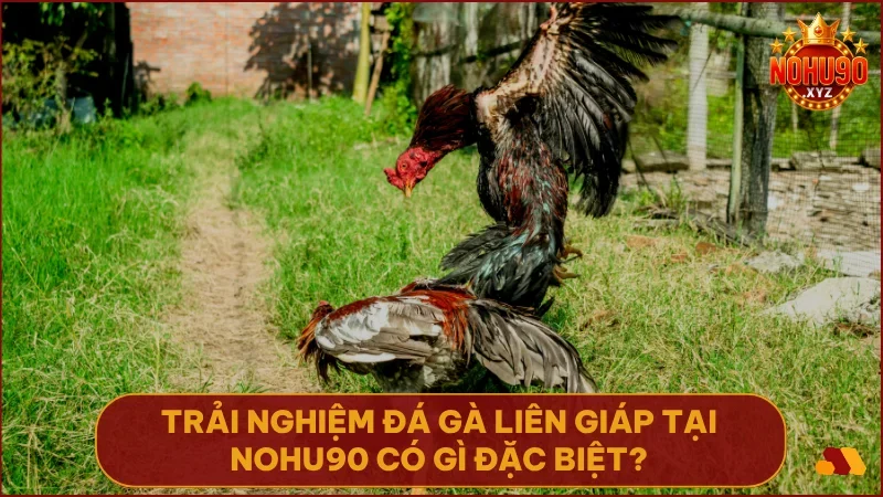 Xem Đá Gà Liên Giáp NOHU90: Bí quyết soi kèo & đặt cược chắc thắng 3 NOHU90 mang đến trải nghiệm đá gà Liên Giáp chân thực, minh bạch và kịch tính nhất